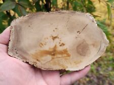 Ringed Porous Hardwood Linn County Oregon Polished Petrified Wood picture