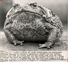 LD248 1971 AP Wire Photo WALKING CATFISH AND GIANT TOADS Florida Bufo Marinus picture