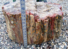 Petrified Wood Log rock agate crystals picture