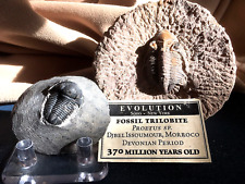 TWO (2) AUTHENTIC MOROCCAN TRILOBITE FOSSILS -  picture