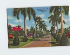 Postcard Stately Palms and Australian Pines Florida USA North America picture