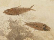 TWO 50 Million Year Old Knightia FISH Fossils From Wyoming 396gr picture