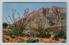 NM-New Mexico, Ocotillo Cactus, Antique, Vintage Souvenir Postcard picture