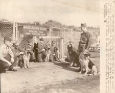 LG8 1971 Wire Photo CAMP PENDLETON MARIJUANA DOGS GERMAN SHEPHERDS WAR ON DRUGS picture