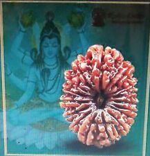 16 Mukhi Rudraksha Sixteen Mukhi Face Rudraksha Hindu Sacred Bead Vary Rare picture