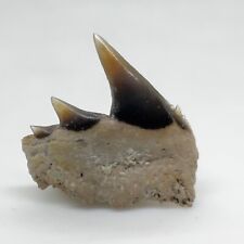 Excellent/RARE 6.68mm Fossil HEXANCHUS AGASSIZI Cow Shark Tooth- Harleyville, SC picture