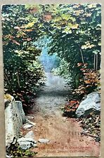 The Trail to Glacier Springs. Shasta Springs California. CA. Vintage Postcard picture