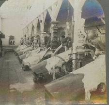 1906 CANADA TANNING INDUSTRY CLEANING HIDES BEAMING TANNERY STEREOVIEW 23-25 picture