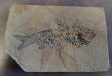 Fossil Fish Diplomystus Green River Formation Wyoming Eocene  picture