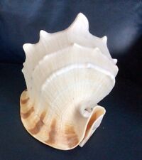 Xtra Large Conch.  Beautiful.  3 Lbs.  picture