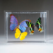 Three Butterflies in Clear Display Frame picture