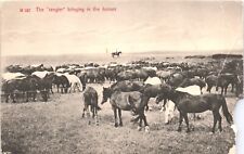 Cattle Rangler Cowboy Chas E Morris Chinook Montana Germany Halftone Postcard picture