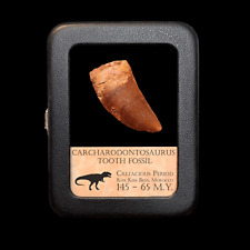 Dinosaur Tooth - Carcharodontosaurus - With Beautiful Display Case picture