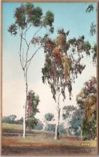 California / Fred Martin Photo Hand-Colored Postcard 