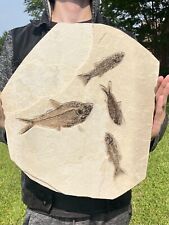 HUGE 16” Mioplosus  Diplomystus & Knightia Fossil Fish Plate Wyoming Green River picture