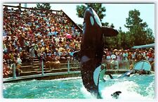 Killer Whale SeaWorld San Diego California Postcard picture