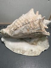 Vintage Large Natural Queen Conch Sea Shell Seashell 9