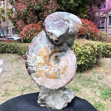 7.78LB  Natural Large Beautiful Ammonite Fossil Conch Crystal Specimen Healing picture