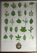 1987 Smokey The Bear Think Poster Leaf ID Vintage picture