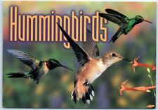 Postcard - Hummingbirds picture