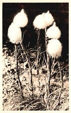 Vintage Postcard Real Photo Lovely Arctic Cotton Blooming Polar Grass RPPC picture