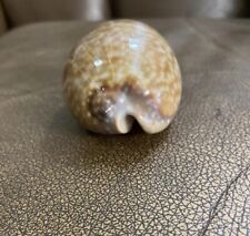 Rare Long Deer Cowrie Seashell picture