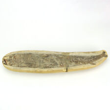 Vinctifer Comptoni Fish Fossil - From Brazil picture