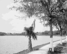 Orlando, Florida Lake Lucerne Scene 1904 Vintage Old Photo 8.5 x 11 Reprint picture