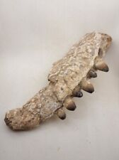 8 Inche Rare Crocodile Jaw Fossil Cretaceous Morocco paleontology Fossilized  picture