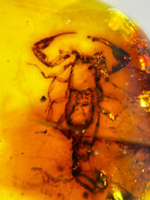 Burmese burmite Cretaceous beautiful scorpion insect fossil amber Myanmar picture