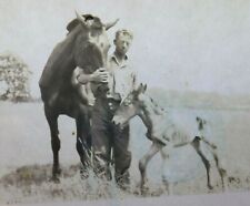 Vintage 1938 Photo Man Farmer With Horse & Emaciated Starving Foal Colt Pony picture