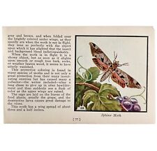 Sphinx Moth 1934 Butterflies America Of Antique Insect Art PCBG14A picture