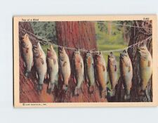 Postcard Fishing Scene Ten of a Kind Fishes USA North America picture