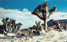 Indio CA California Sonoran Colorado Desert Winter Snow Cactus Vtg Postcard D1 picture