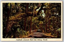 Sebring, Florida FL - Highlands Hammock State Park - Vintage Postcard - Unposted picture