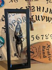 Large Bolivian Blue Leg Birdeater Pamphobeteus antinous Spider + case ODD RARE picture