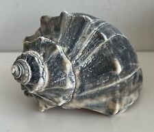 Knobbed WHELK Seashell Shell 4.5” White Gray Blue Ocean Decor Vintage Natural NJ picture
