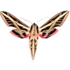 Eumorpha fasciatus pink sphinx moth Florida WINGS CLOSED picture