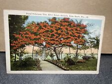 Royal Poinciana Tree Ritter Estate Grounds Palm Beach Florida Postcard￼ picture