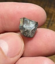 Rare Ceratopsian Tooth Dinosaur Fossil Judith River Formation MT picture