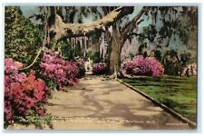 c1950 Broad Walk Under Oaks Magnolia Gardens Charleston SC Hand Painted Postcard picture