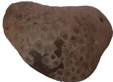 HUGE Petoskey Stone, Whole, Raw Unpolished Lake Michigan Fossilized Coral  picture