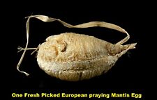 One European Praying Mantis Egg Case Fresh Picked 2024 crystal clear Incubator picture