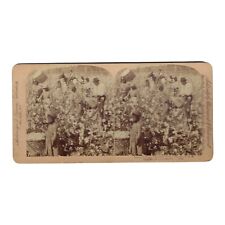 AFRICAN AMERICANA COTTON IS KING, PLANTATION SCENE, GEORGIA 1895 STEREO PHOTO picture