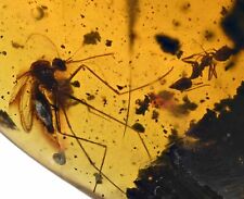 VERY RARE Culicidae (True Mosquito), Fossil Inclusion in Dominican Amber picture