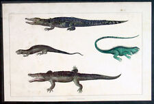 1830 Goldsmith Antique Print of Various Crocodiles, Alligators & Iguana picture