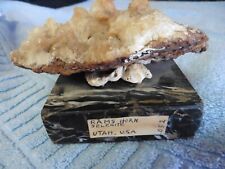 Vintage Utah Ram's Horn Selenite on marble base mineral rock Rare picture