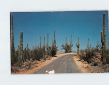 Postcard Saguaro Tree Cactus Desert Scene picture