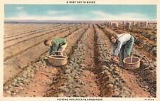 Vintage Postcard 1930's Picking Potatoes in Aroostook A Busy Day in Maine ME picture