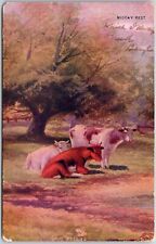 1908 Midday Rest Cattle Raising Posted Postcard picture